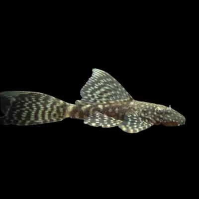 Самые неприхотливые аквариумные рыбки - garfield.by