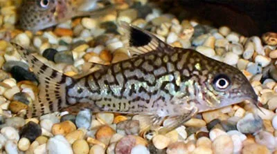 Рыбки сомы коридорасы – уход и содержание, описание, размножение, фото