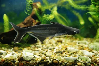 Совместимые рыбки для Пангасиус обыкновенный, Акулий сом в  интернет-магазине Aqua-Shop