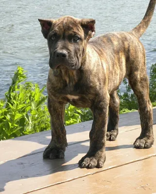 Alano Espanol | Corso dog, Dogs, Presa canario