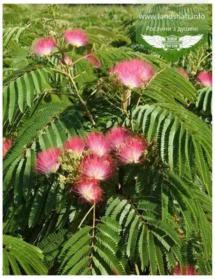 ФотоБлог Торгачкин Игорь Петрович © Igor Torgachkin: Альбиция ленкоранская  / Albizia julibrissin