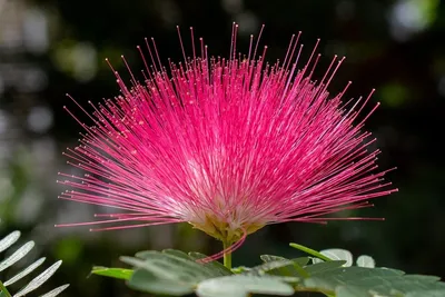 Купить Альбиция семена (10 шт) (Albizia julibrissin) ленкоранская акация  мимоза шелковая в Украине