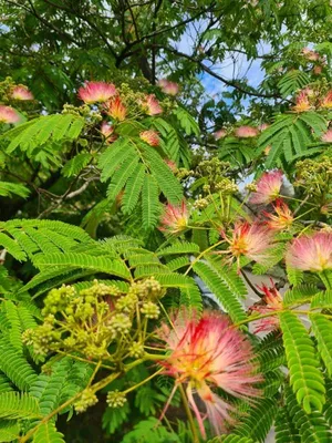 Albizia julibrissin 'Ombrella', Альбиция иранская 'Омбрелла'