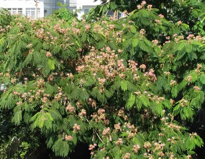 Шелковое дерево: в Анапе цветет ленкоранская акация