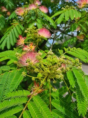 Альбиция шелковистая | Никитский ботанический сад