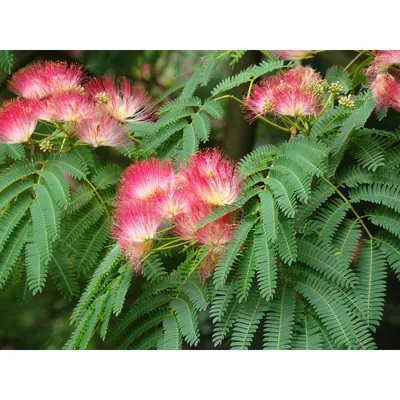 Альбиция (акация) ленкоранская (Albizia julibrissin) — путеводитель по  отдыху в Крыму