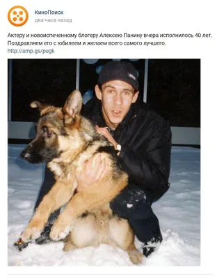 Алексей Панин признался, что его «любимой девушкой» стала собака - Экспресс  газета