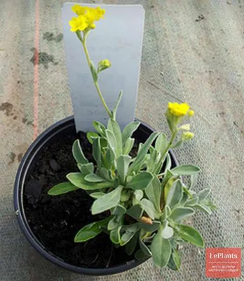 Алиссум (Alyssum) — описание, выращивание, фото | на LePlants.ru