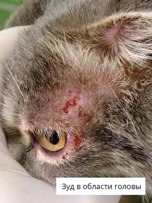 Аллергический дерматит у кошки: скачать обои для рабочего стола