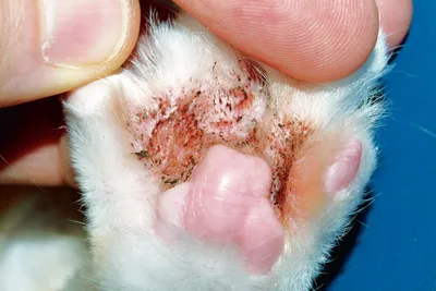 Фото аллергического дерматита у кошки в формате jpg