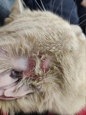 Изображения аллергического дерматита у кошки: скачать бесплатно в формате webp