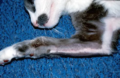 Изображения аллергического дерматита у кошки: скачать вебр формат
