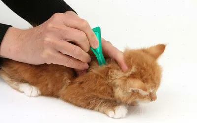 Фотографии аллергического дерматита у кошки: скачать jpg изображения