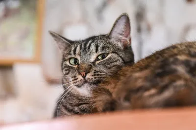 Аллергический дерматит у кошки: фоновые изображения
