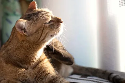Фотографии аллергического дерматита у кошки: бесплатно в хорошем качестве