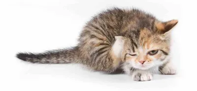 Изображения аллергического дерматита у кошки: скачать jpg изображения