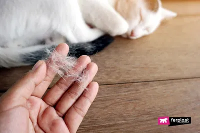 Картинки аллергического дерматита у кошки: скачать обои бесплатно