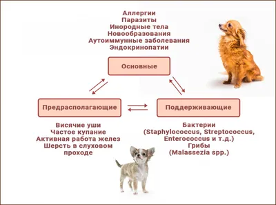 Отит у собак — Как и чем лечить