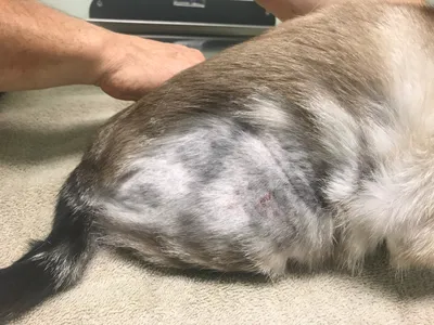Раздражение на коже у собаки: ru_vet — LiveJournal