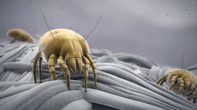Чем опасны осы? - укусы, болезни, вред для урожая