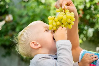 Аллергия на виноград у детей: как определить и что делать?