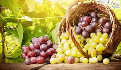 Врач Гатаулина рассказала, кому нельзя есть виноград | DOCTORPITER