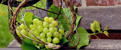 Польза винограда ᐈ Чем полезен виноград - вред и противопоказания винограда