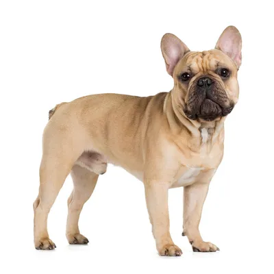 Французский бульдог — описание породы собаки от А до Я