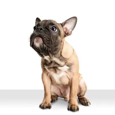Прыщи на животе у французского бульдога, бесплатная консультация ветеринара  - вопрос задан пользователем Таня Ридель про питомца: собака Французский  бульдог