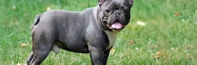 Французский бульдог собака: фото, характер, описание породы