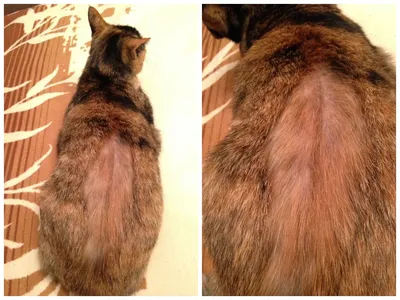 Кошка с аллергией на корм - фото для скачивания в webp формате