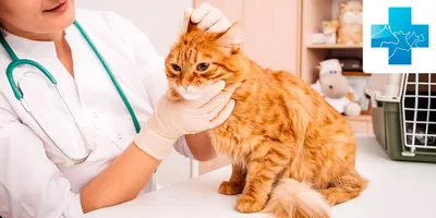 Фотографии разных типов кошек с аллергией на корм