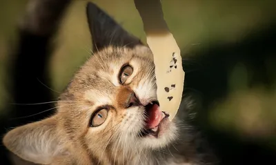 Аллергия у кошек на корм - изображения в хорошем качестве для скачивания