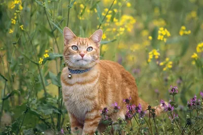 Фото кошек с аллергией на различные корма