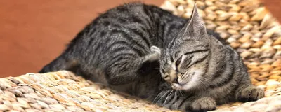 Изображения кошек, страдающих от аллергии на разный корм - скачать бесплатно