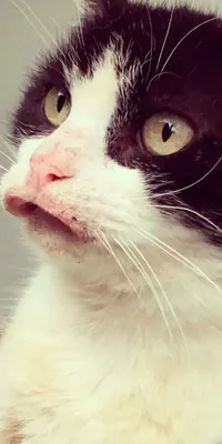 Аллергия у кошек на корм - картинки для скачивания