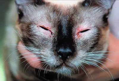 Аллергическая реакция у кошек на разный корм - фото