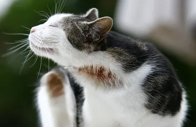 Изображения кошек, страдающих от аллергической реакции на корм