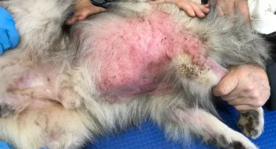 Аллергия у собак фото