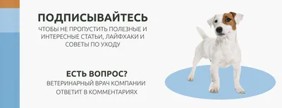 Сухой корм для собак Elato, курица, утка, 0,5кг - отзывы покупателей на  маркетплейсе Мегамаркет | Артикул товара:600006112636