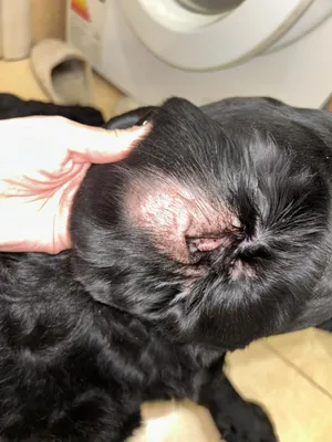 Аллергия у собак на ушах фото фотографии