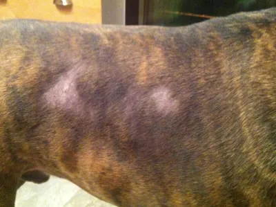 Аллергия у собак: симптомы, диагностика и лечение, советы ветеринара