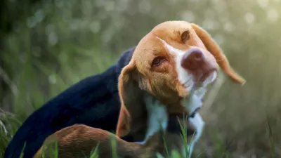 Пищевая аллергия у собак - симптомы и лечение | Как собака | Дзен
