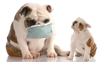 Аллергия у Собак – Симптомы и Лечение