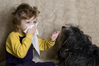 Аллергия у котов и собак: причины, обследование, лечение