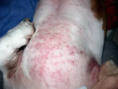 Пищевая аллергия у собаки: причины, симптомы, лечение