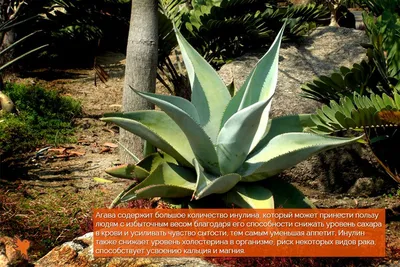 Завод Агавы В Хваре — стоковые фотографии и другие картинки Wild Aloe -  Wild Aloe, Агава, Алоэ - iStock