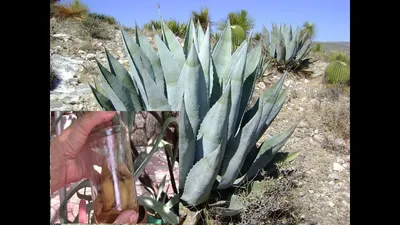 Каталог Агава треугольная (Agave triangularis) семена 2 шт от магазина  ThFlora