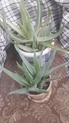 aloevera.in.ua