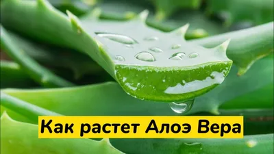 Алоэ Вера Барбаденсис